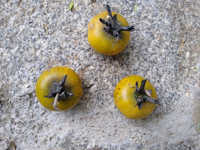 Diospyros rosei
