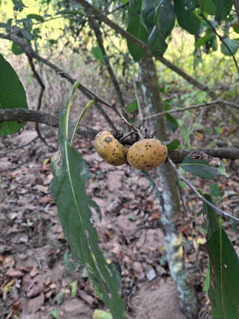 Diospyros rosei photo 2