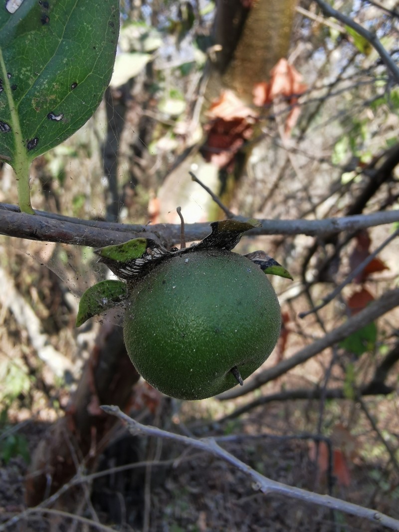 Diospyros rosei photo 5
