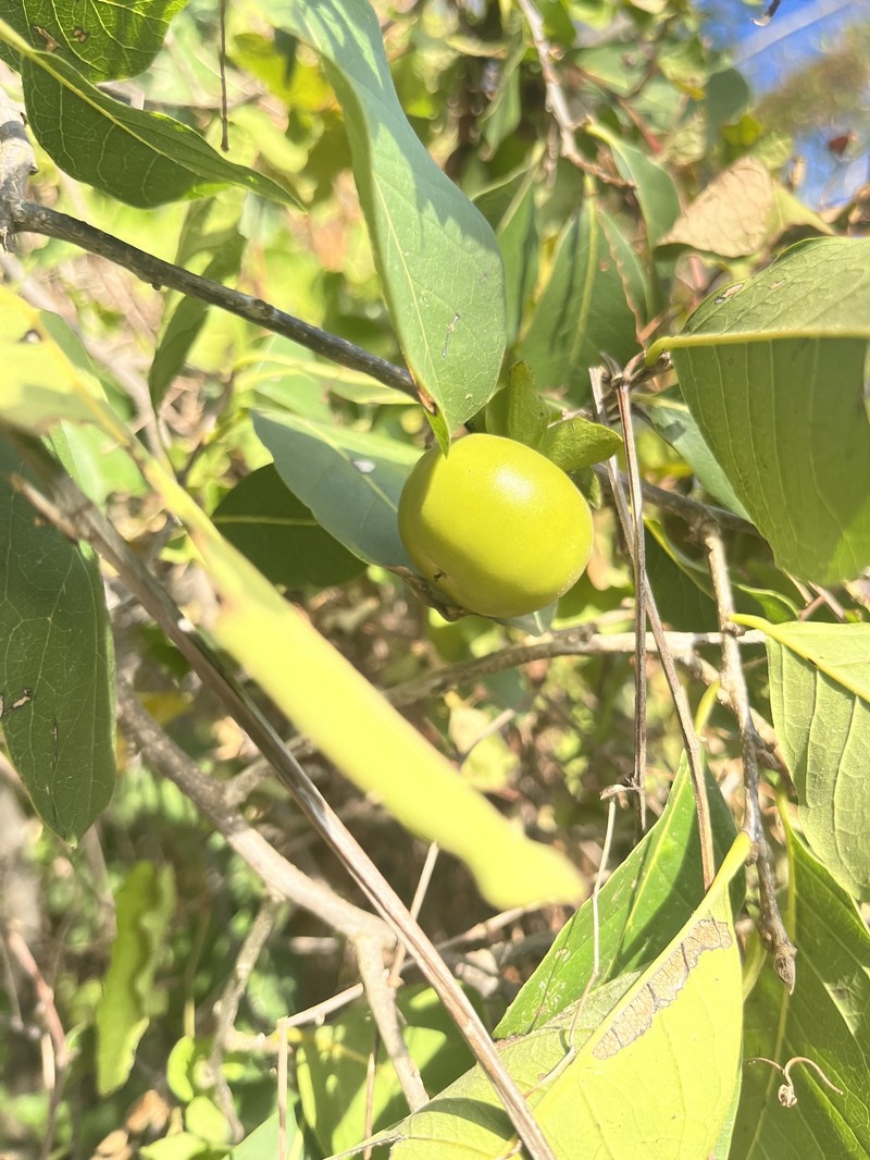 Diospyros rosei photo 6