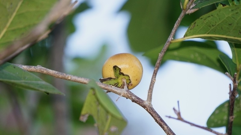 Diospyros rosei photo 7