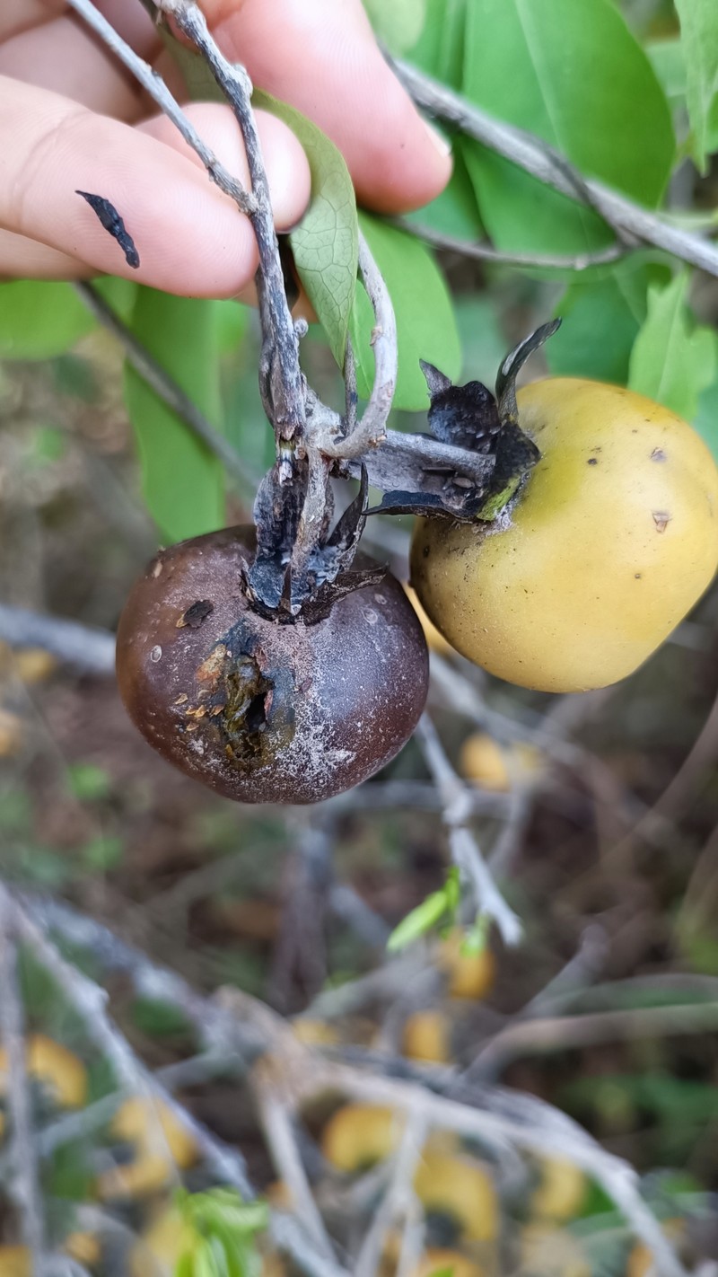 Diospyros rosei photo 8