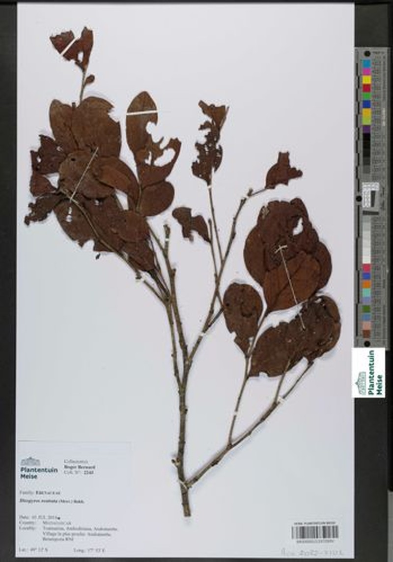 Diospyros rostrata
