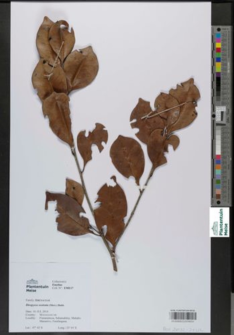 Diospyros rostrata photo 2