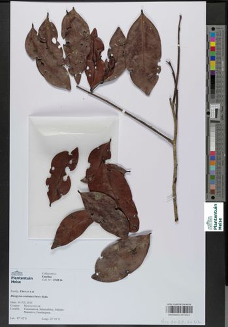 Diospyros rostrata photo 3