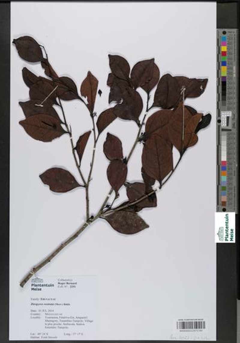 Diospyros rostrata photo 4