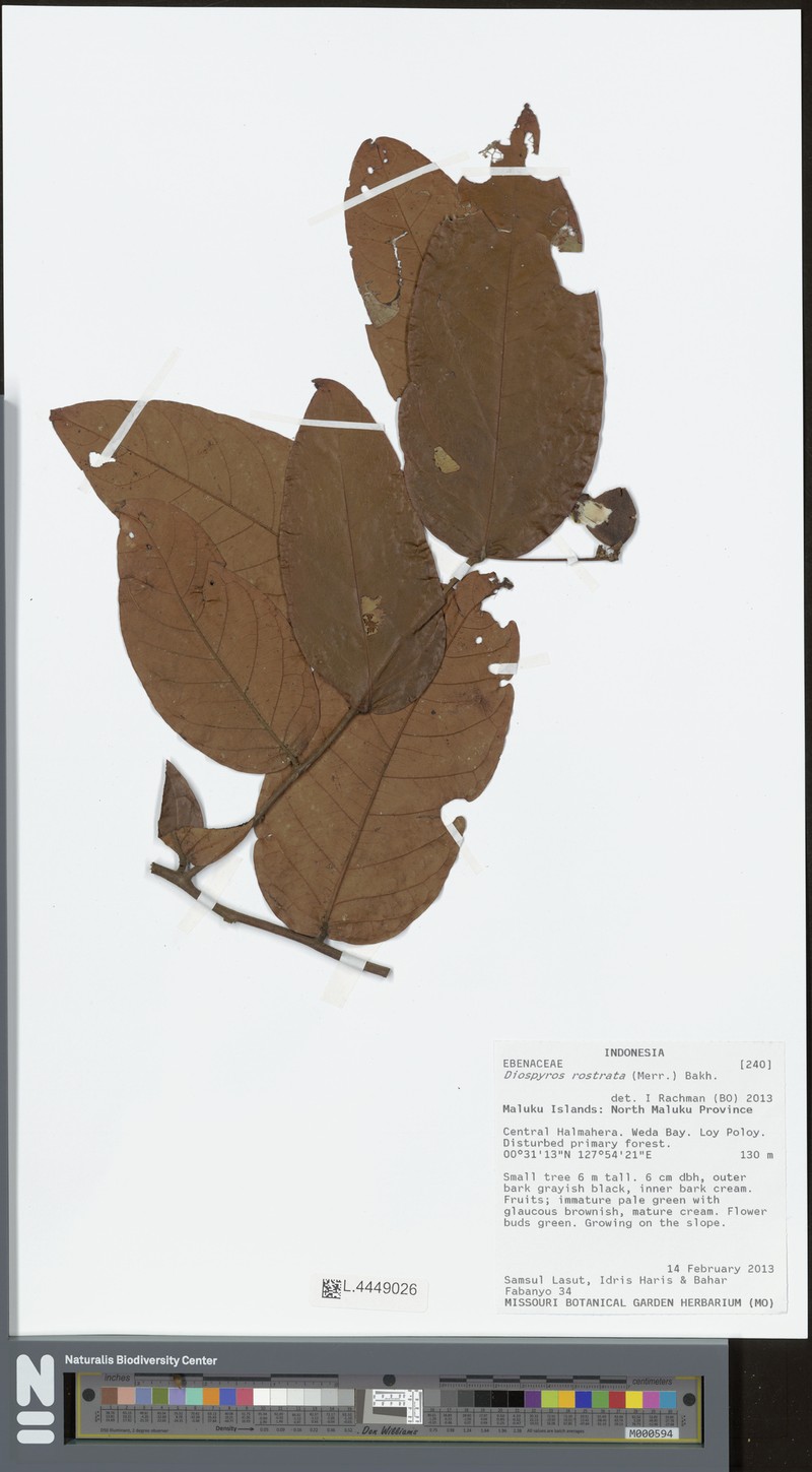 Diospyros rostrata photo 5