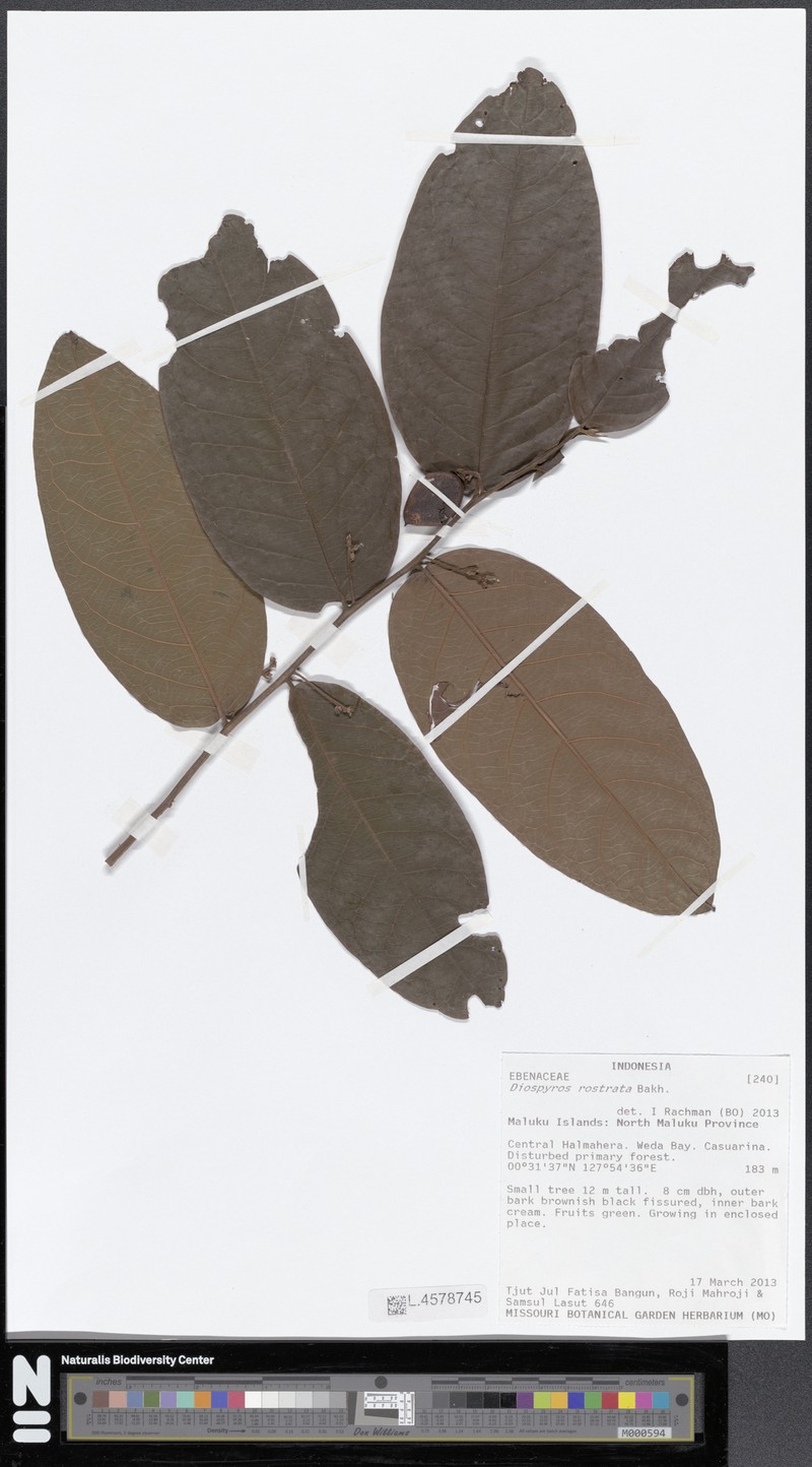 Diospyros rostrata photo 6