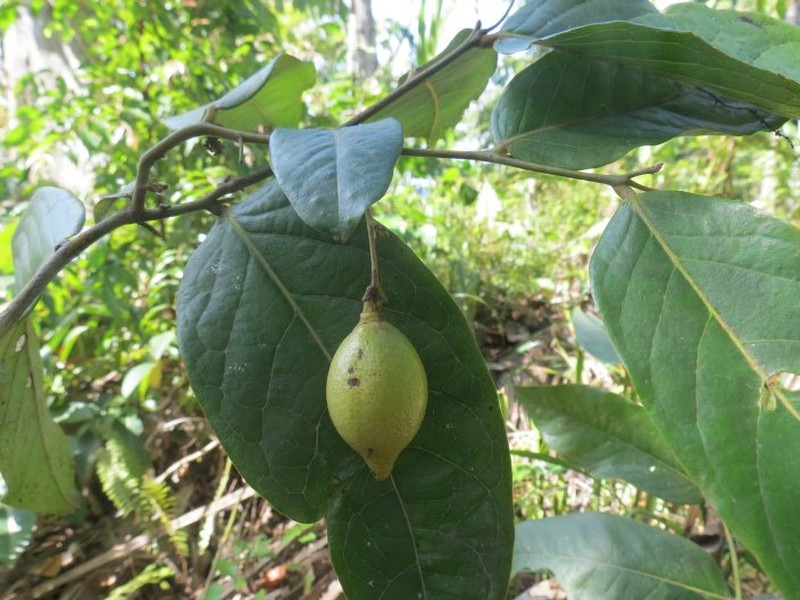 Diospyros rostrata photo 7