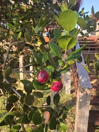 Diospyros rotundifolia