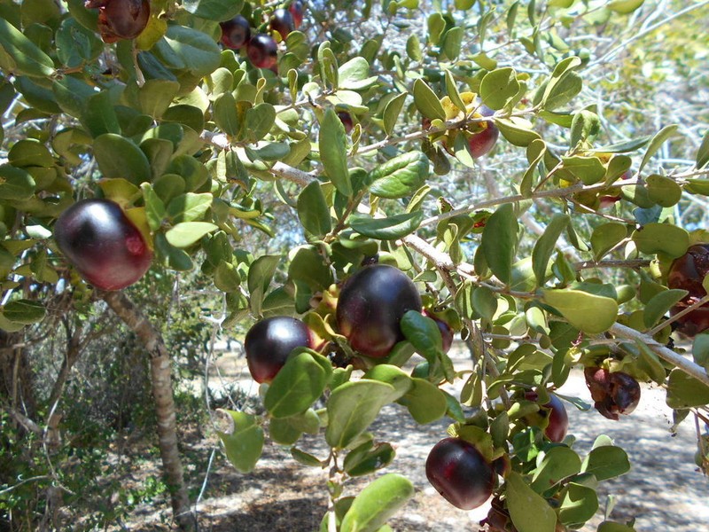 Diospyros rotundifolia photo 2
