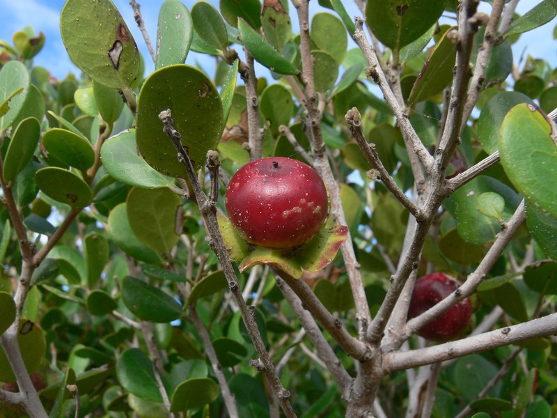 Diospyros rotundifolia photo 3