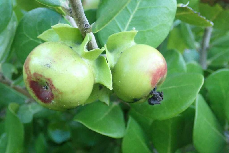 Diospyros rotundifolia photo 4