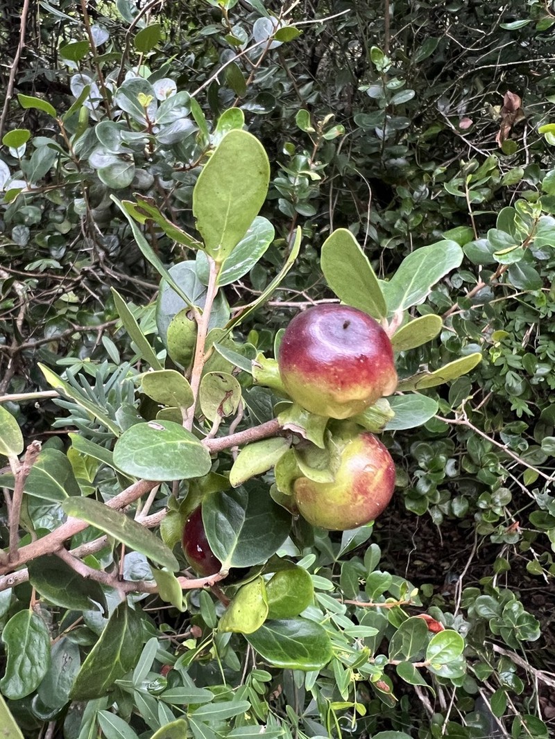 Diospyros rotundifolia photo 5