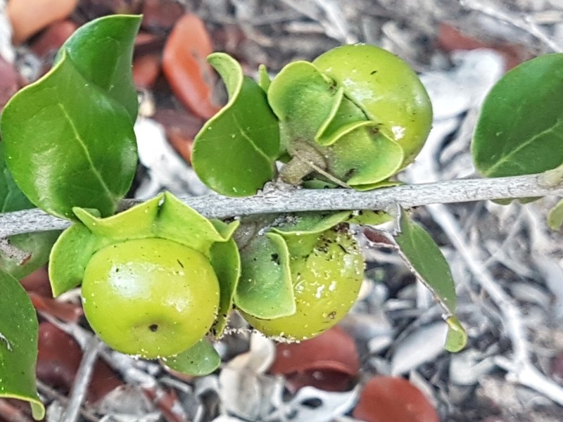 Diospyros rotundifolia photo 6