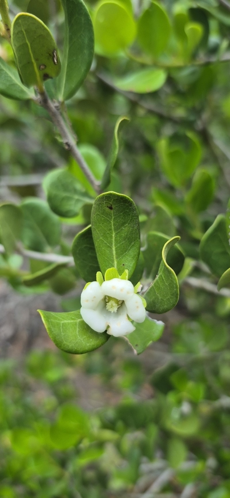 Diospyros rotundifolia photo 7