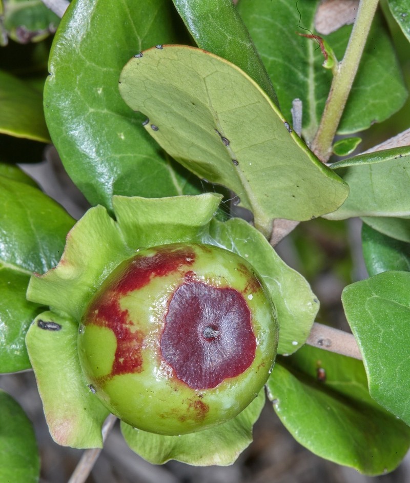Diospyros rotundifolia photo 8