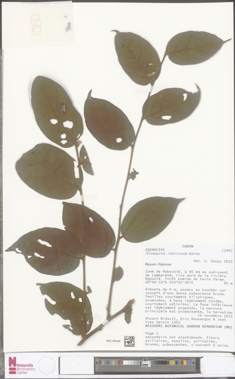 Diospyros rubicunda