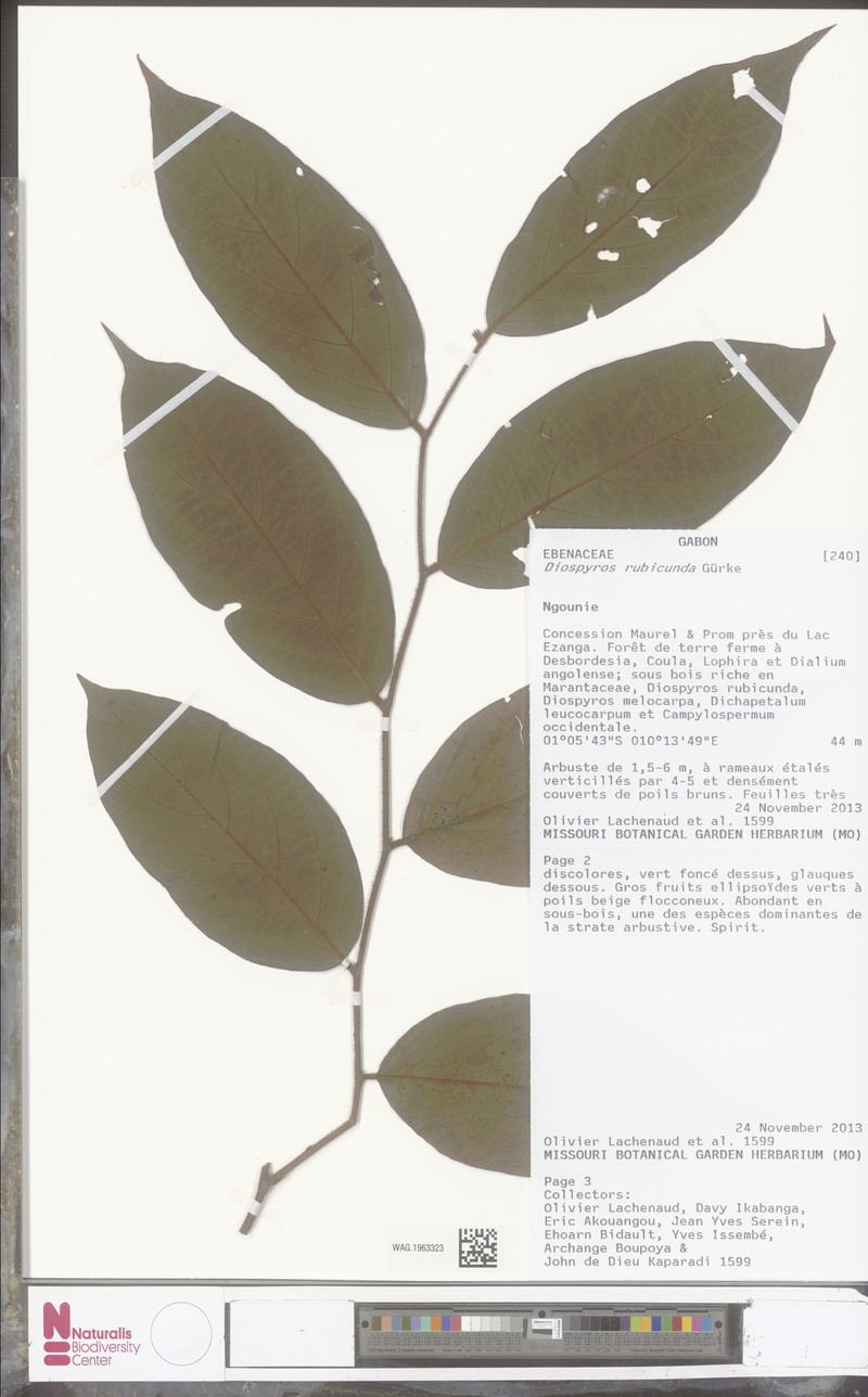 Diospyros rubicunda photo 2