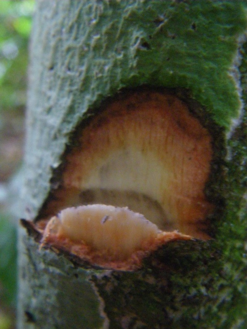 Diospyros rubicunda photo 3