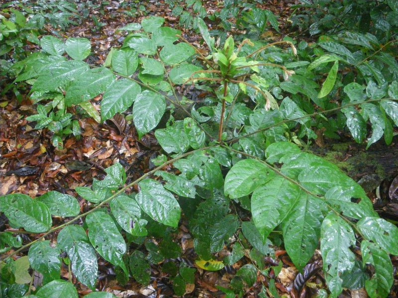 Diospyros rubicunda photo 4