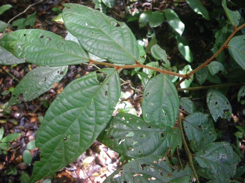 Diospyros rubicunda photo 5