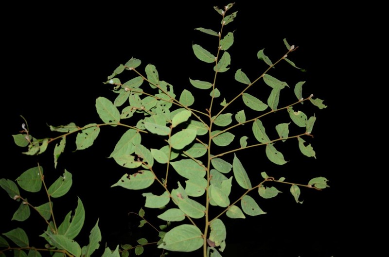 Diospyros rubicunda photo 6