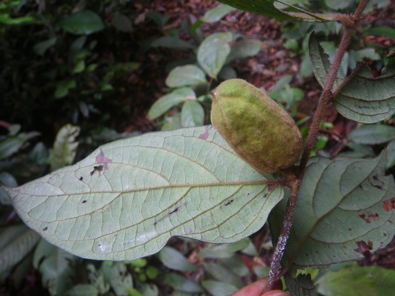Diospyros rubicunda photo 7