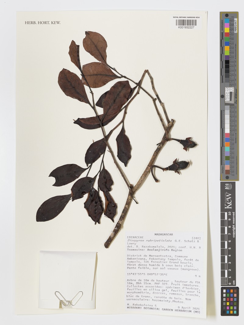 Diospyros rubripetiolata