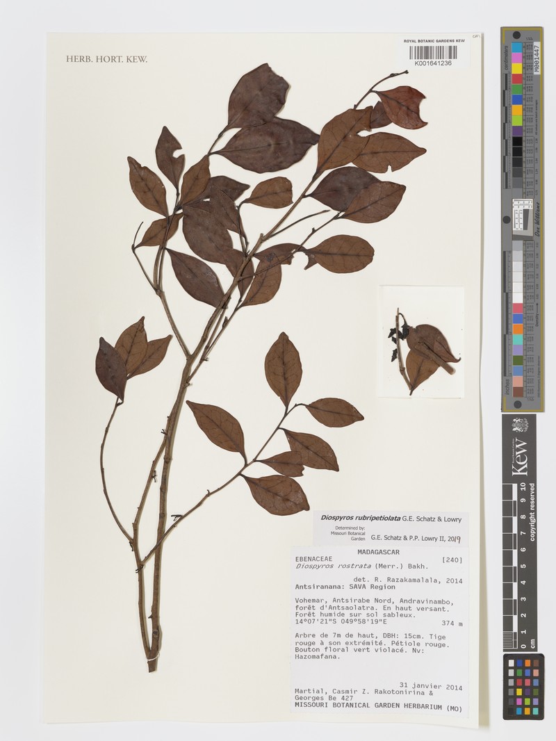 Diospyros rubripetiolata photo 2