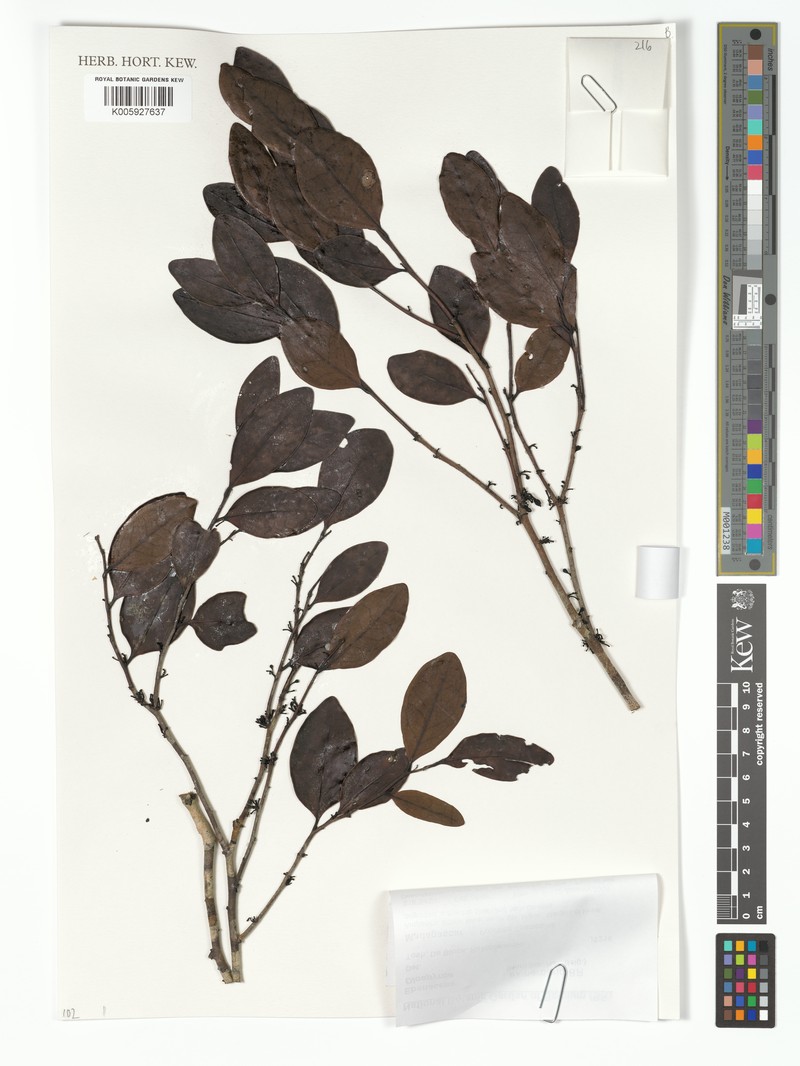 Diospyros rubripetiolata photo 3