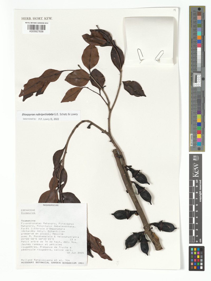 Diospyros rubripetiolata photo 4