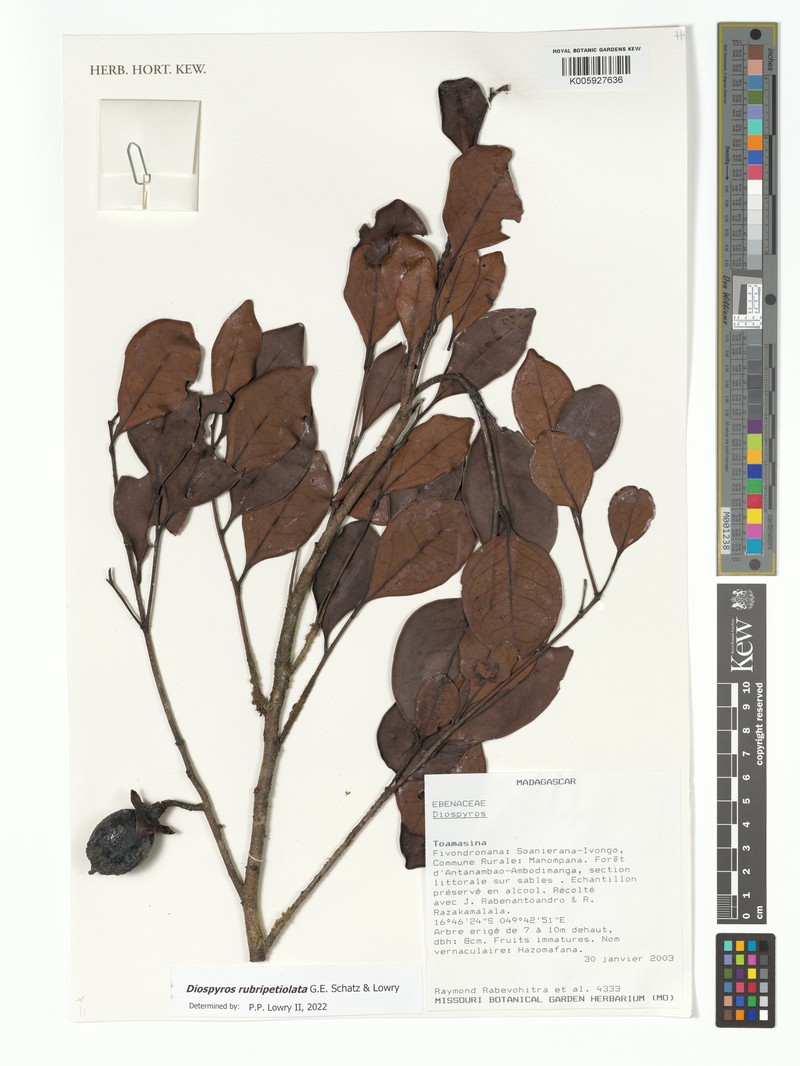 Diospyros rubripetiolata photo 5