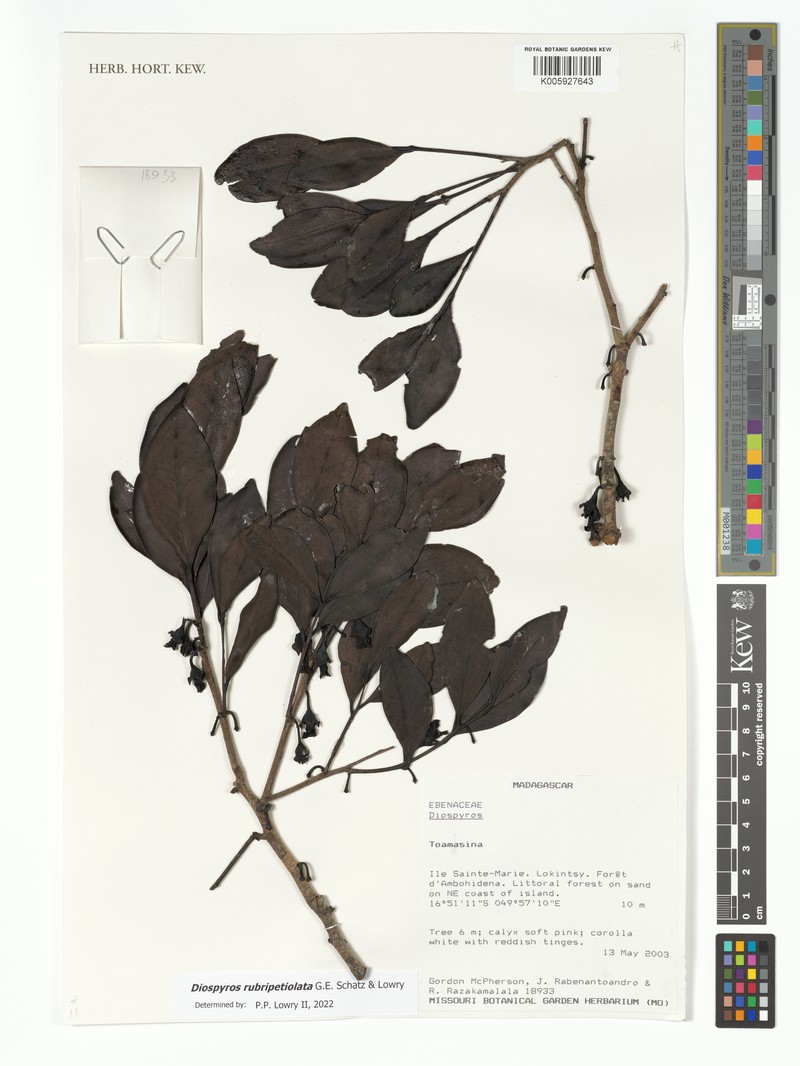Diospyros rubripetiolata photo 6