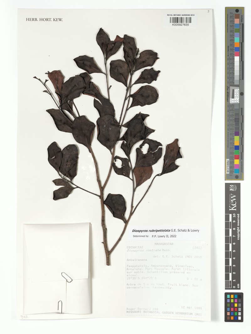 Diospyros rubripetiolata photo 7