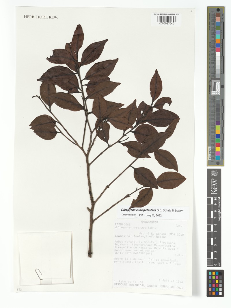 Diospyros rubripetiolata photo 8