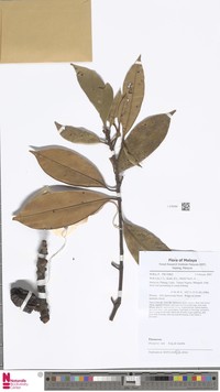 Diospyros rufa