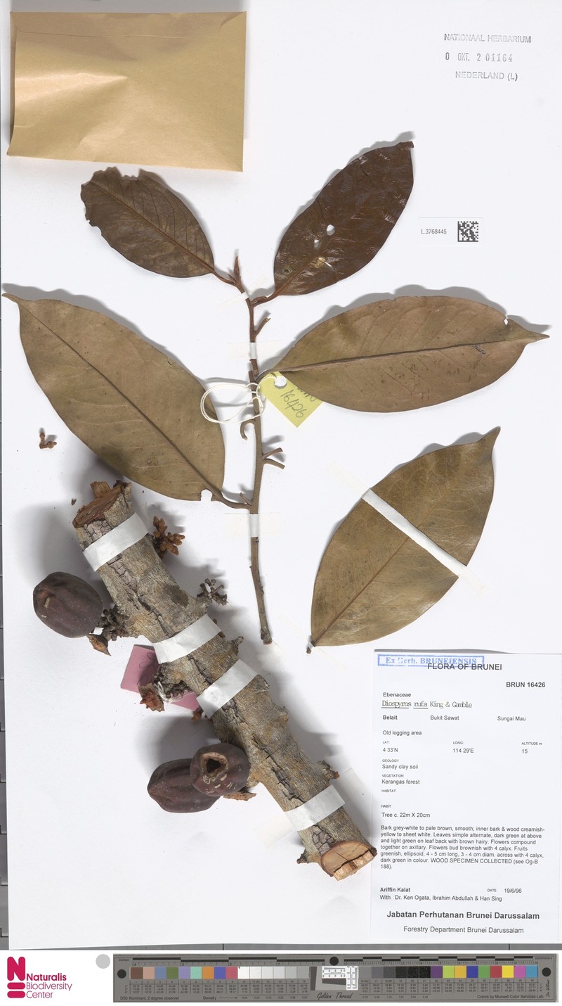Diospyros rufa photo 2