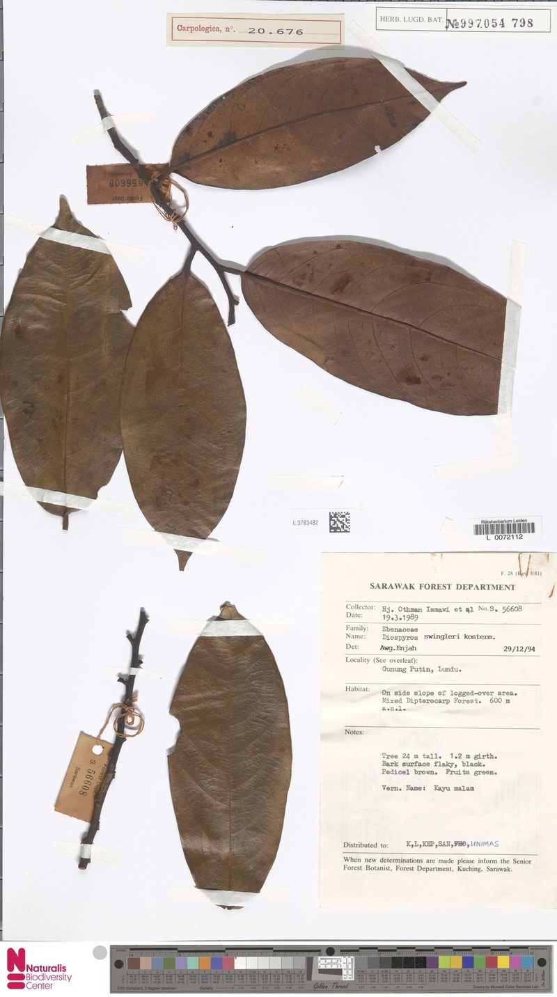 Diospyros rufa photo 3