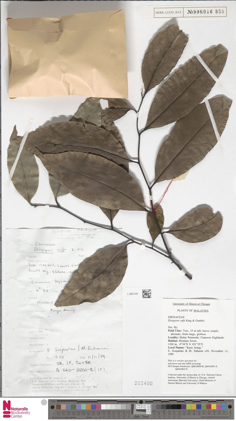 Diospyros rufa photo 4