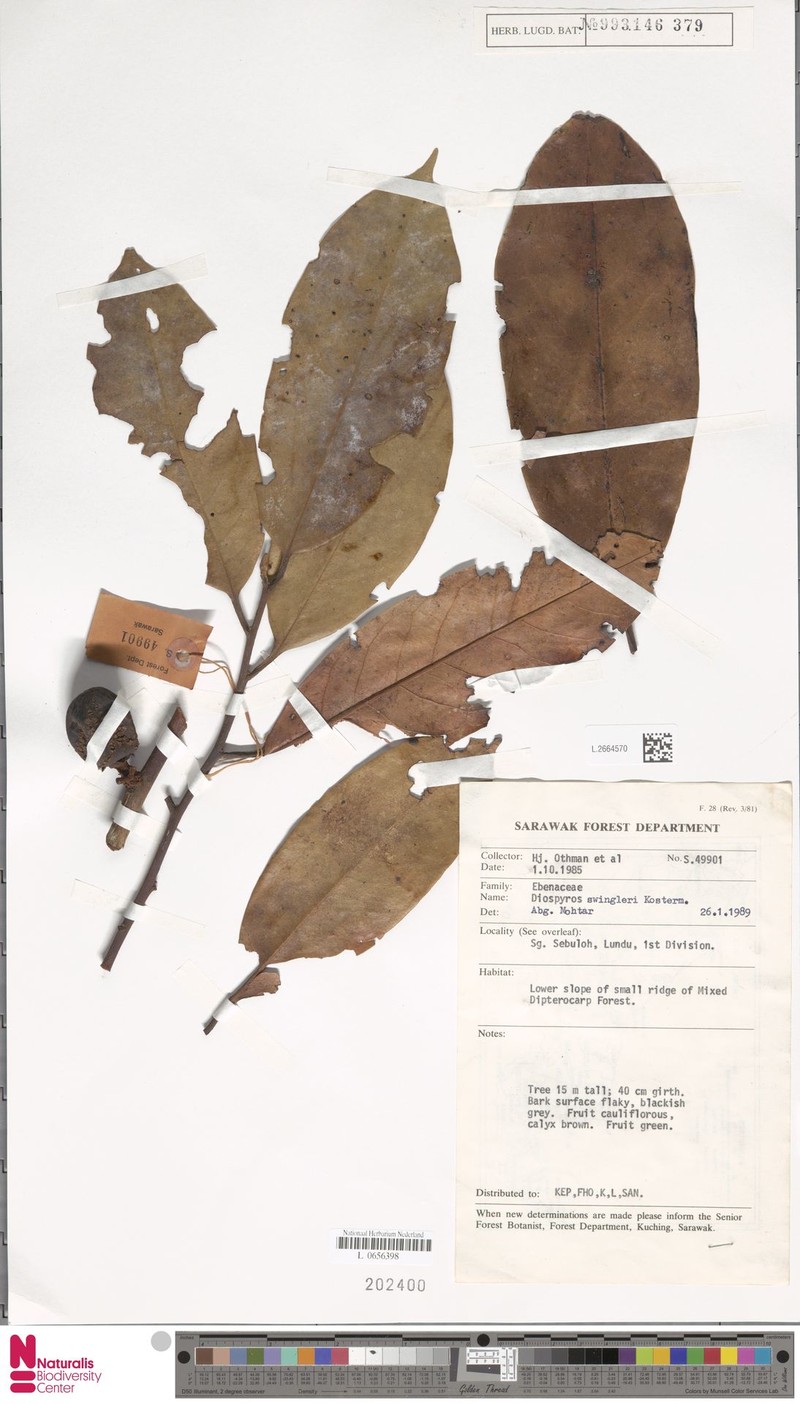 Diospyros rufa photo 5