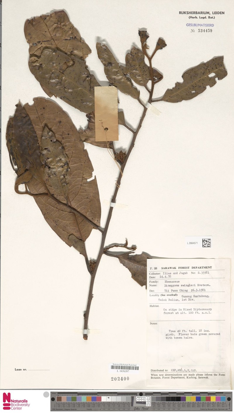 Diospyros rufa photo 6