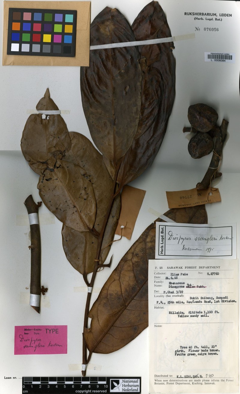 Diospyros rufa photo 7