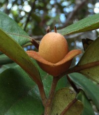 Diospyros rufotomentosa
