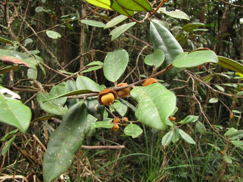 Diospyros rufotomentosa photo 2