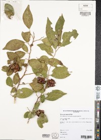 Diospyros rugosula
