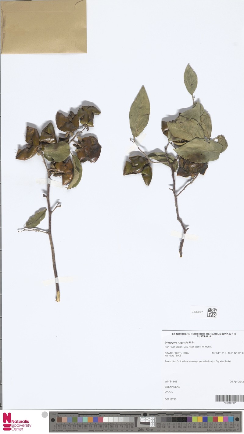 Diospyros rugosula photo 2