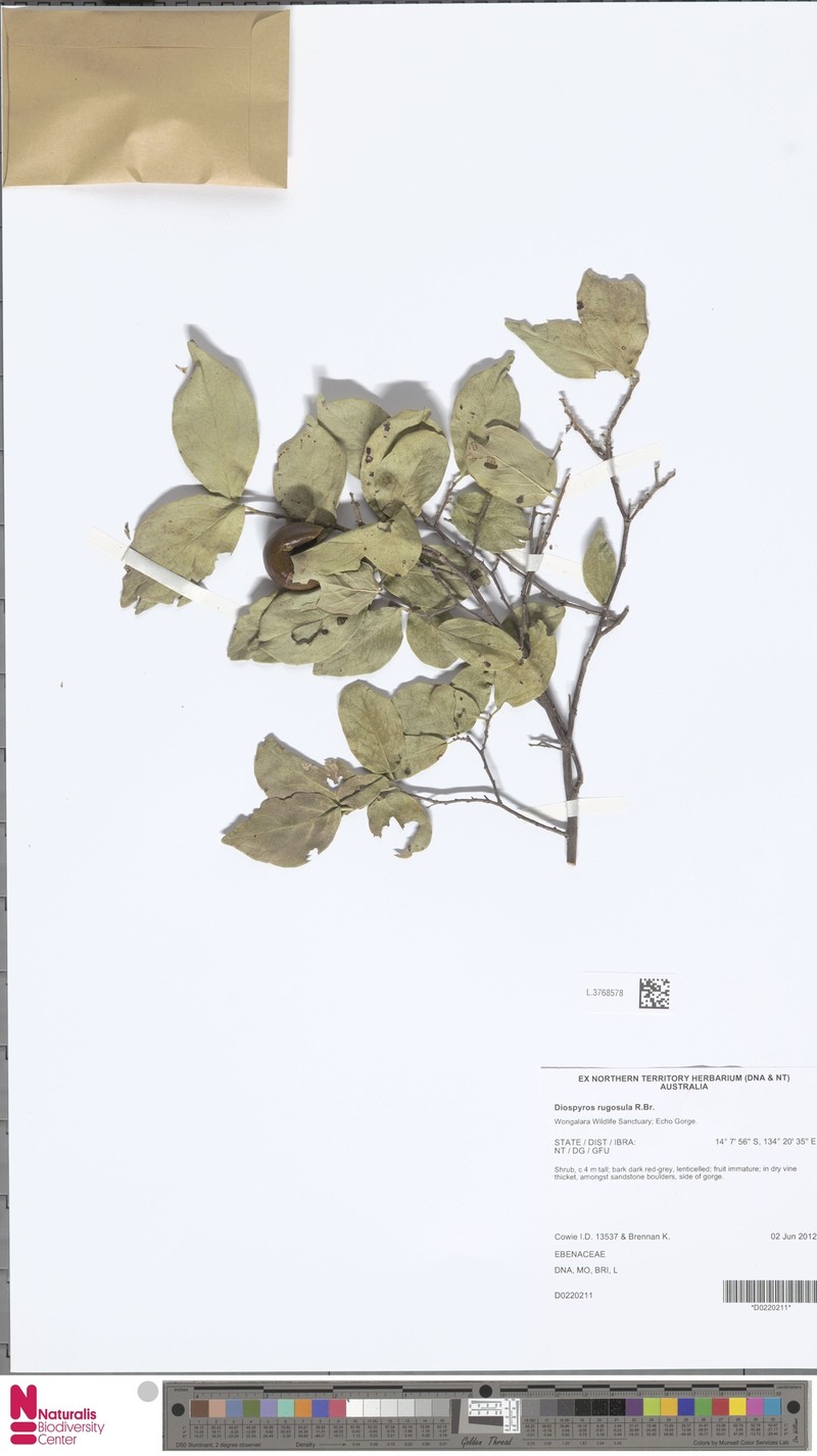 Diospyros rugosula photo 3