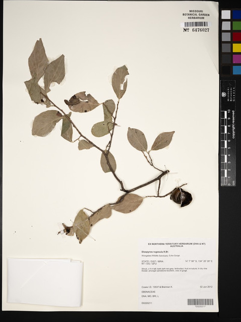 Diospyros rugosula photo 4
