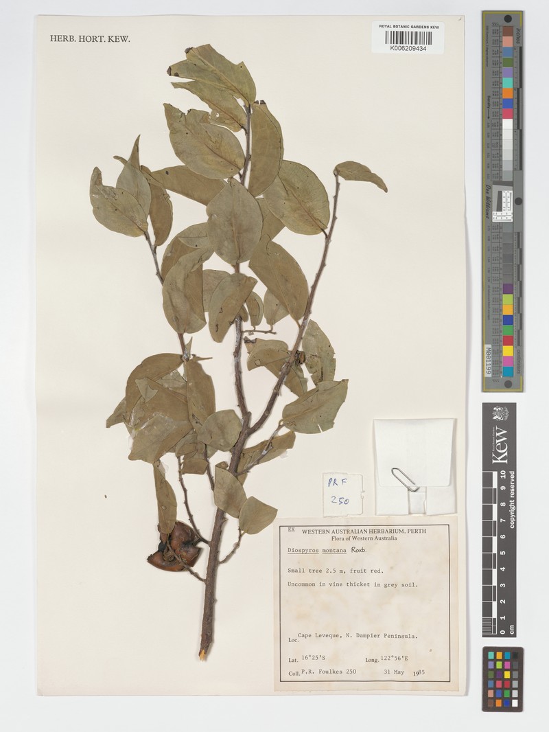 Diospyros rugosula photo 5
